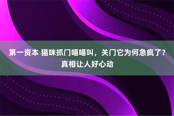 第一资本 猫咪抓门喵喵叫，关门它为何急疯了？真相让人好心动
